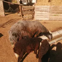 قوچ جوان قره قیر|حیوانات مزرعه|انبارآلوم, |دیوار