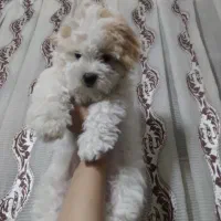 توله سگ شیتزو نر