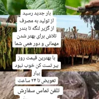 برگ نهال کشاورزی لنگه