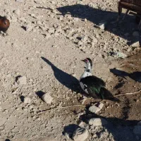 غاز و قوغاز واردک روسی|حیوانات مزرعه|مشگین شهر, |دیوار