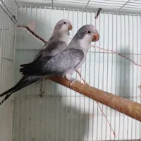 دو جفت راهب مولد ،لوتینو آلبینو آبی