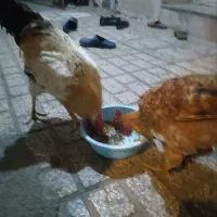 خروس جوانه