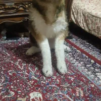 عروسک گرگ پلیشی سایز بزرگ|اسباب‌‌بازی|کرمانشاه, |دیوار