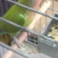 طوطی برزیلی صورت هولی ماده.فوری|پرنده|تهران, مینای شمالی (مخبر)|دیوار