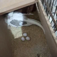 عروس هلندی دوکت البینو