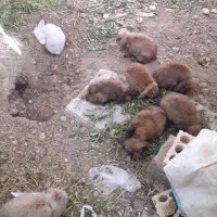 خرگوش لپ هلندی