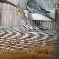 عروس هلندی سرلاکی مرغ عشق قناری طوطی کبوتر فنچ|پرنده|بجنورد, |دیوار