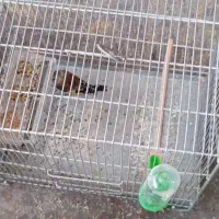 خرید فروش پرندگان زینتی و فروش انواع دان ها|پرنده|تبریز, |دیوار