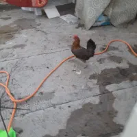 مرغ محلی|حیوانات مزرعه|قم, شهر قائم|دیوار