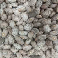 لوبیا چیتی لرستان