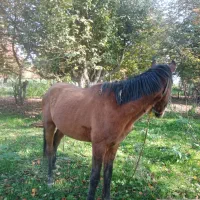 اسب دوسال نر قیمت ۲۵