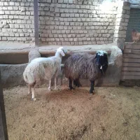 میش سالم و سرحال مناسب داشت|حیوانات مزرعه|محلات, |دیوار