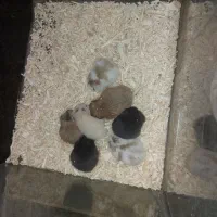 همستر کمپل و سوری|موش و خرگوش|اصفهان, احمدآباد|دیوار