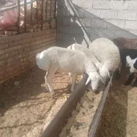 بره قوچی چینی سفید عروسک