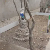 یک باب منزل مسکونی بزرگ جنت اباد