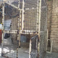 قفس مرغ و خروس اهنی