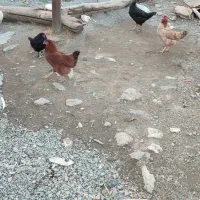 مرغ محلی|حیوانات مزرعه|مریوان, |دیوار