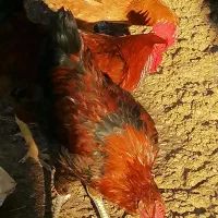 فروش خروس محلی اصیل|حیوانات مزرعه|بابکان, |دیوار