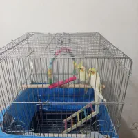 عروس هلندی|پرنده|صفادشت, |دیوار