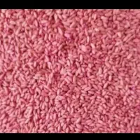 بذر خدماتی گندم