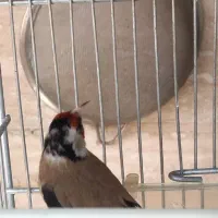 سهره لر یک سال نیمه|پرنده|کرج, شهرک نهال و بذر|دیوار