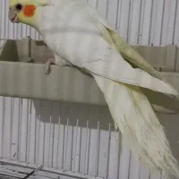 **جفت طوطی عروس هلندی نر سخنگو|پرنده|لنگرود, |دیوار