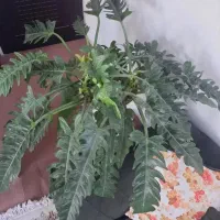 تعدادی گل وگیاه آپارتمانی بسیار زیبا و بزرگ|گل و گیاه طبیعی|شهریار, کهنز|دیوار