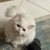 پرشین کت سوپر فلت دختر 9 ماهه با شناسنامه|گربه|کرمانشاه, |دیوار