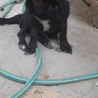 سگ باهوش
