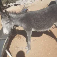 دو عدد کره خر|حیوانات مزرعه|ایذه, |دیوار