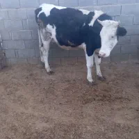 فروش نوبر سمینتال خالص  گاو  گوساله