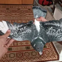 سلام کفتر مگسی شاه پر سفید فروشی .|پرنده|سمنان, |دیوار