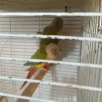 یک جفت طوطی گیرینچنگ فول کامل از سینه تا سر سرخ