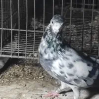 کبوتر|پرنده|فین, |دیوار