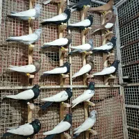 کبوتر رنگی|پرنده|مرودشت, تخت جمشید|دیوار