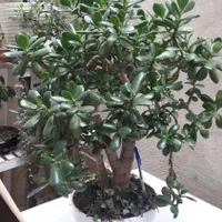 بنسای کراسولا اواتا ۴۰ و۳۰ ساله|گل و گیاه طبیعی|رشت, باهنر|دیوار