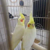 عروس هلندی لوتینو نر رام  سخنگو شهرری