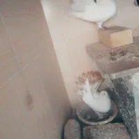 کبوتر دم چتری|پرنده|تربت‌حیدریه, آغوی|دیوار