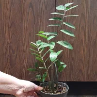 گل زاموفیلیا