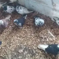 کبوتر پرشی|پرنده|آستانه اشرفیه, |دیوار