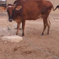 نوبر و گوساله نر