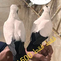 کبوتر .پرشی،پرستویی آلمانی وارداتی،ساکسون بخارا|پرنده|قدس, شهر‌قدس|دیوار