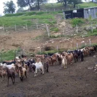 فروش بز و کهره