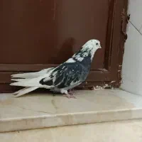 کفتر سرور|پرنده|قم, شهر قائم|دیوار