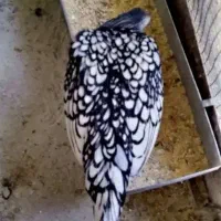 تخم مرغ نطفه دار تازه سبرایت سیلور ،بوف و گلد،جوجه