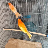 قناری سرخ،ردفکتور