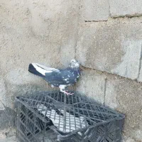 کفتر|پرنده|دهدشت, |دیوار