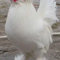 فروش جوجه مرغ سلطان