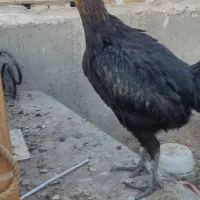 دو عدد خروس و سه عدد مرغ به همراه دو عدد جوجه مرغ