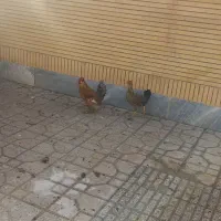 مرغ و خروس جوان|حیوانات مزرعه|شاهین‌شهر, مورچه خورت|دیوار